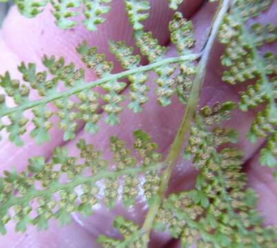 Image of Hypolepis millefolium Hook.