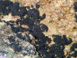 Image of seaweed lichen