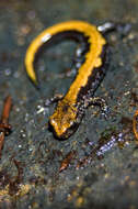 Image of Coeur d'Alene Salamander