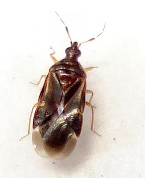 Image of <i>Loricula pselaphiformis</i> Curtis 1833