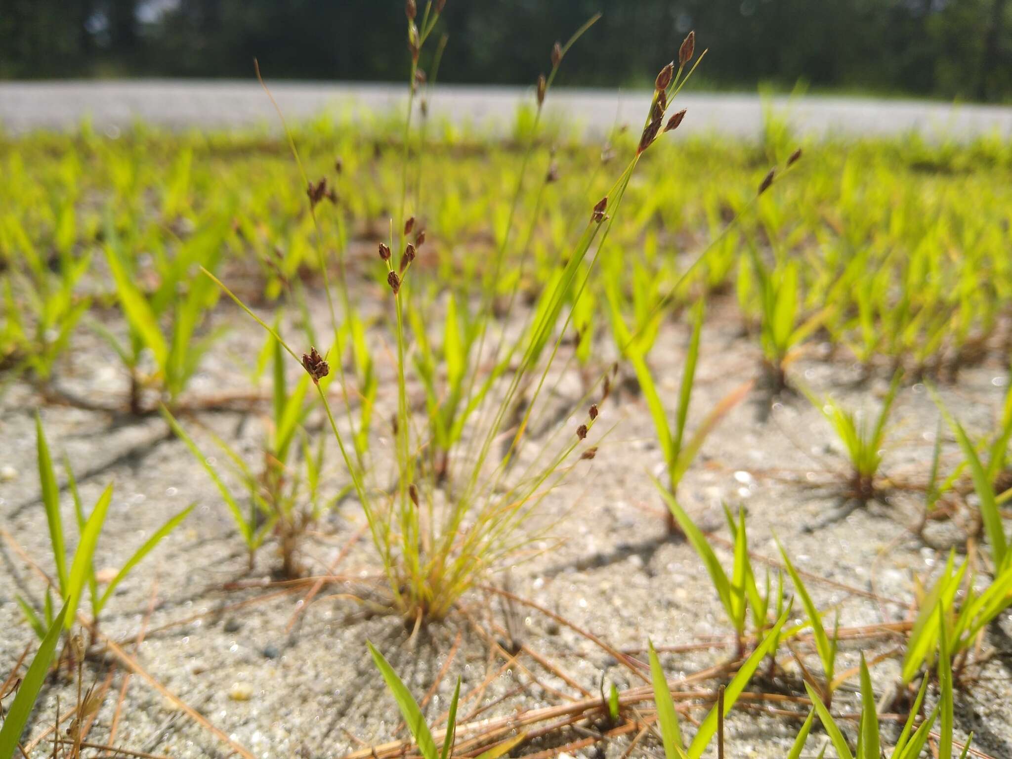 Image of Densetuft Hairsedge