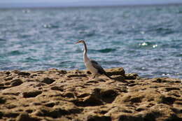 Image de Anhinga d'Australie