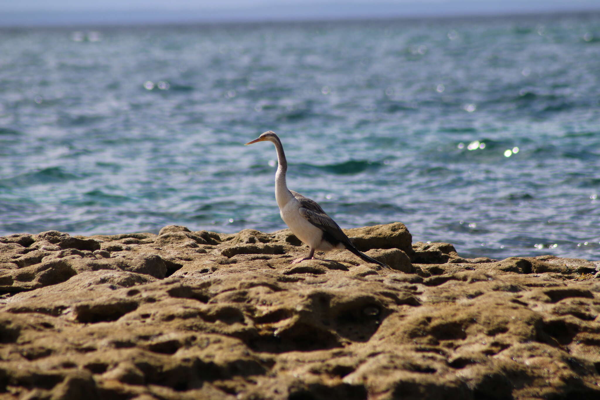 Image de Anhinga d'Australie