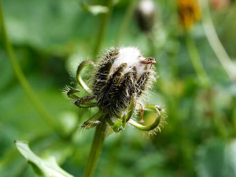 Image of Pyrenean Hawksbeard