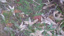 Image of Drosera whittakeri Planch.