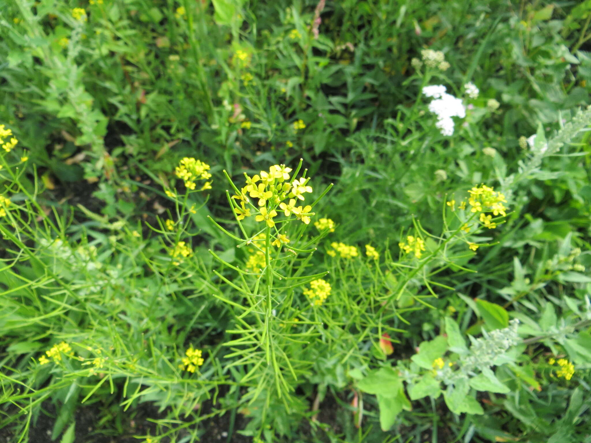 Image of treacle mustard