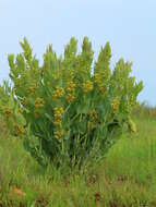 Sivun Asclepias glaucophylla (Schltr.) Schltr. kuva