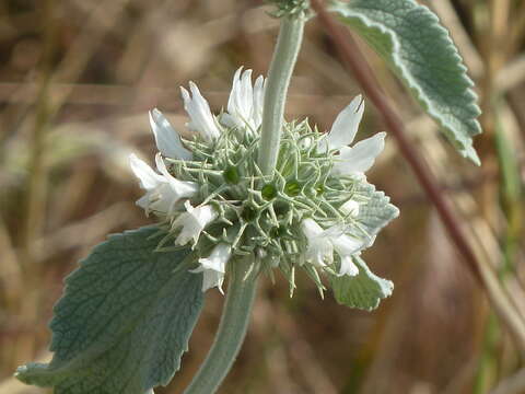 Image of horehound