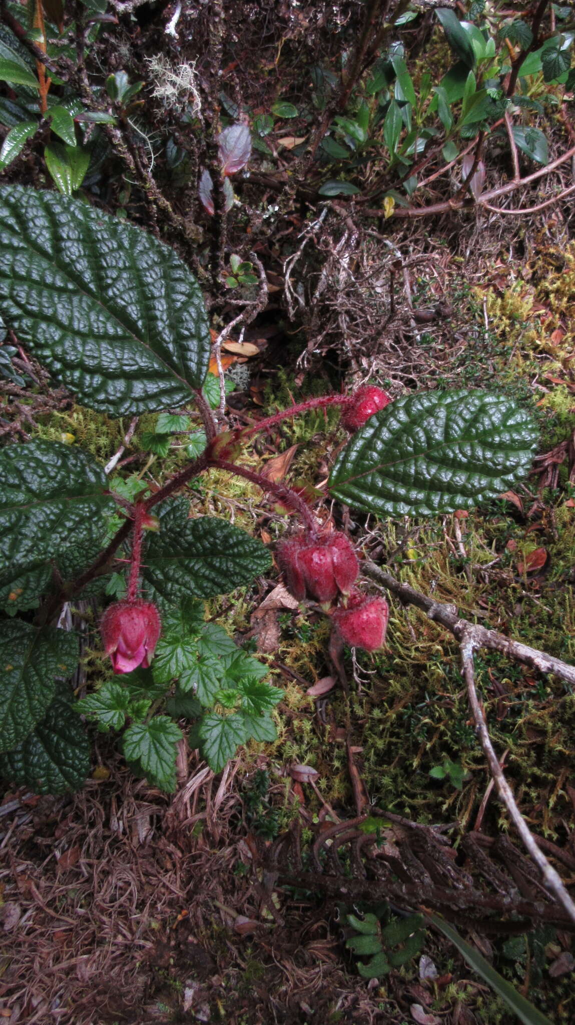 Image of Rubus acanthophyllos Focke