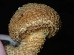 Image of Leucopholiota