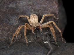 Image of Olios sericeus (Kroneberg 1875)