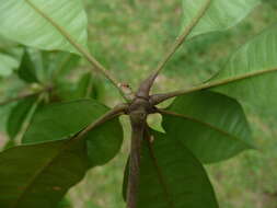 Image of Oldfieldia africana Benth. & Hook. fil.