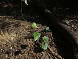 Smilax aristolochiifolia Mill. resmi