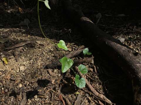 Imagem de Smilax aristolochiifolia Mill.