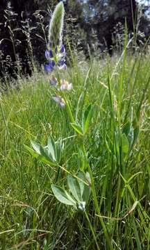 Image of largeleaf lupine