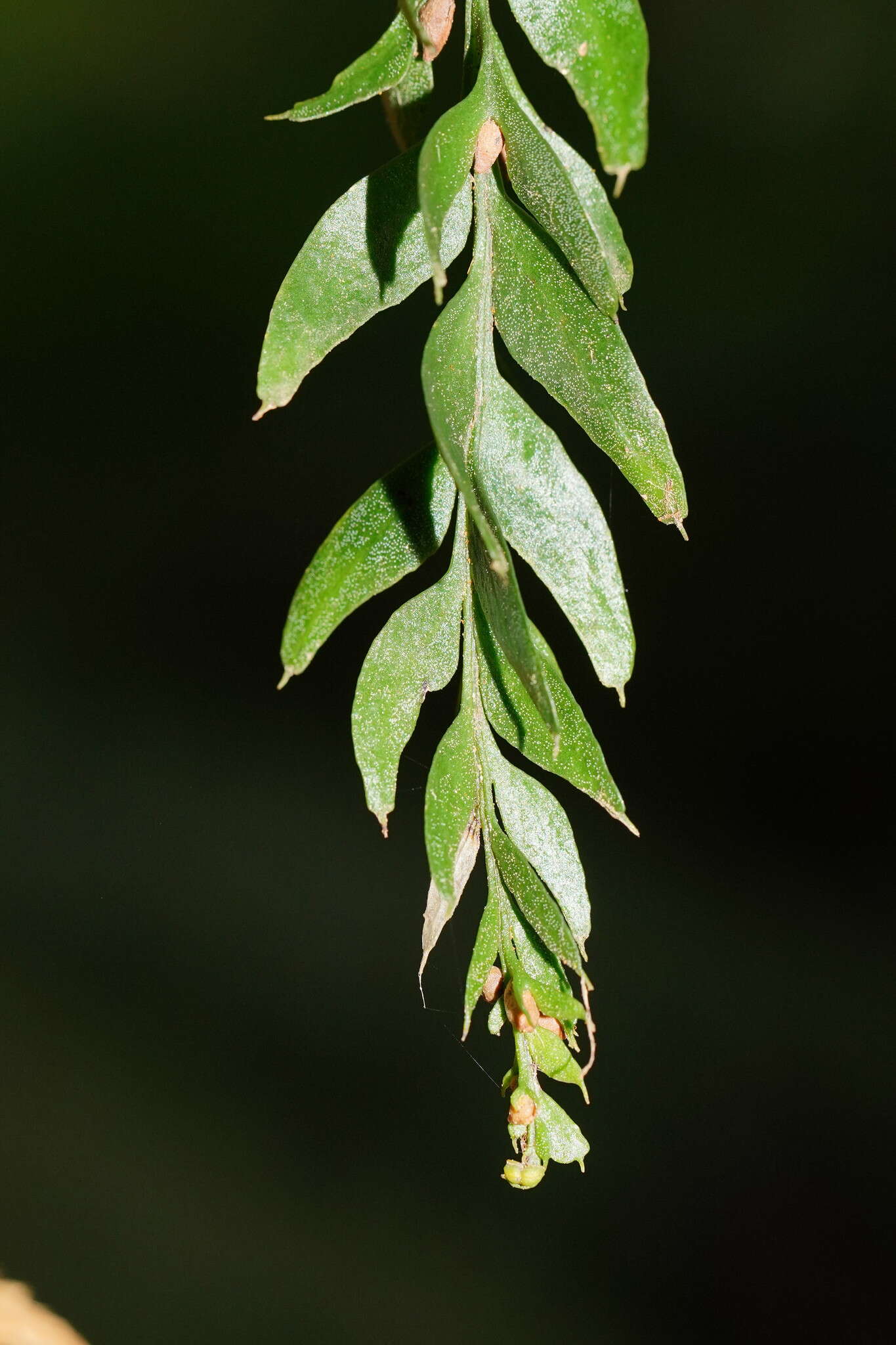 Image of Tmesipteris obliqua R. J. Chinnock