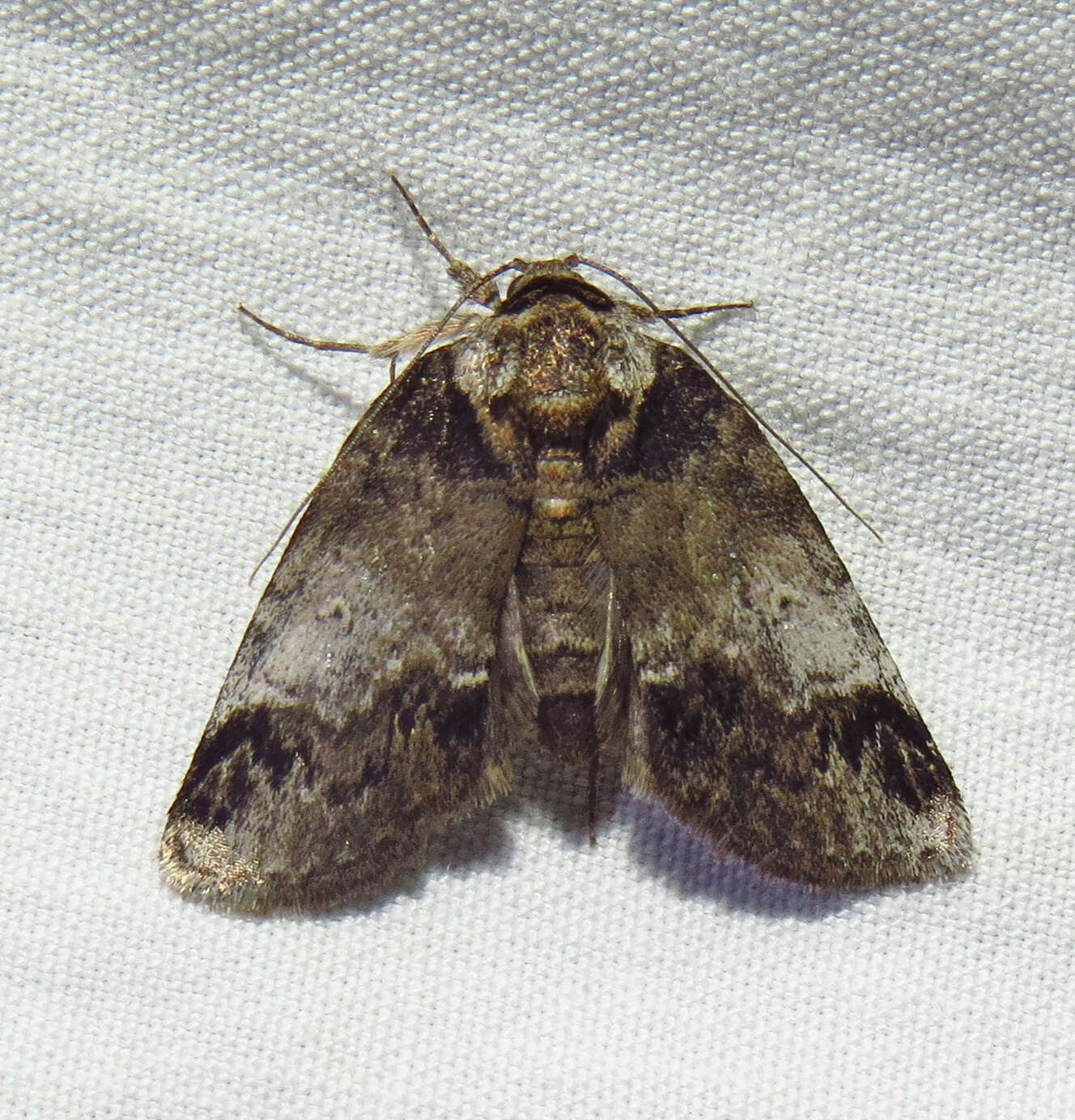 Image of Pale Baileya