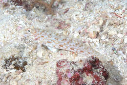 Image of Orangespotted goby