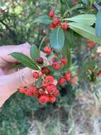 Image de Pyracantha crenulata (D. Don) M. Roemer