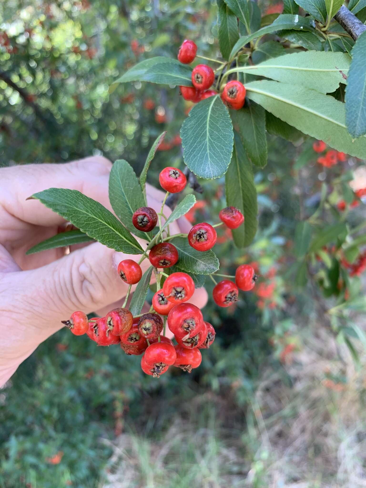 Image de Pyracantha crenulata (D. Don) M. Roemer