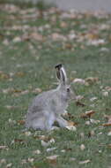 Imagem de Lepus townsendii Bachman 1839