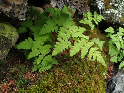 Image of Asian oakfern