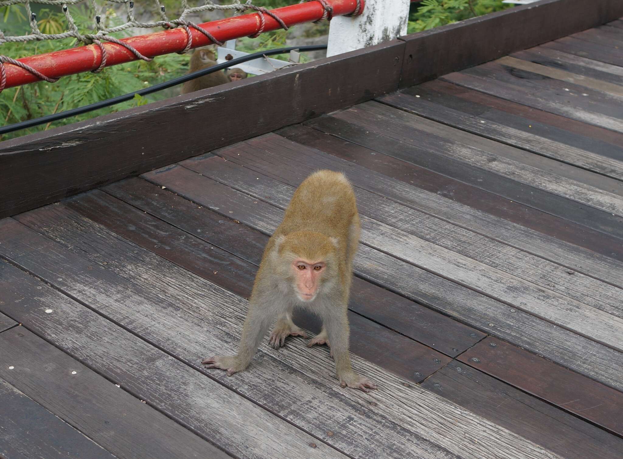 Image of Taiwan macaque