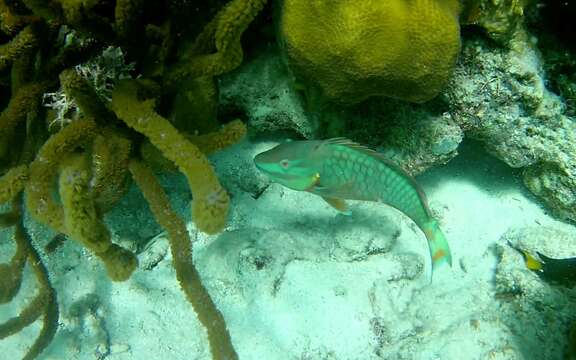 Image of Dark Green Parrotfish