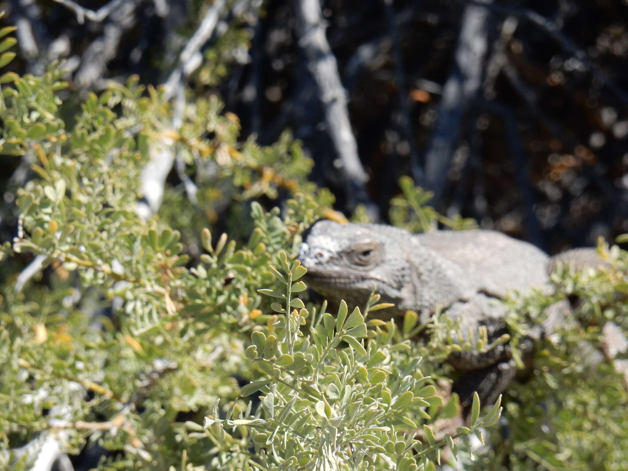 Image of Angel Island chuckwalla