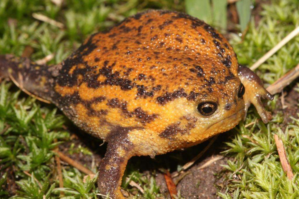 Image of Plaintive Rain Frog