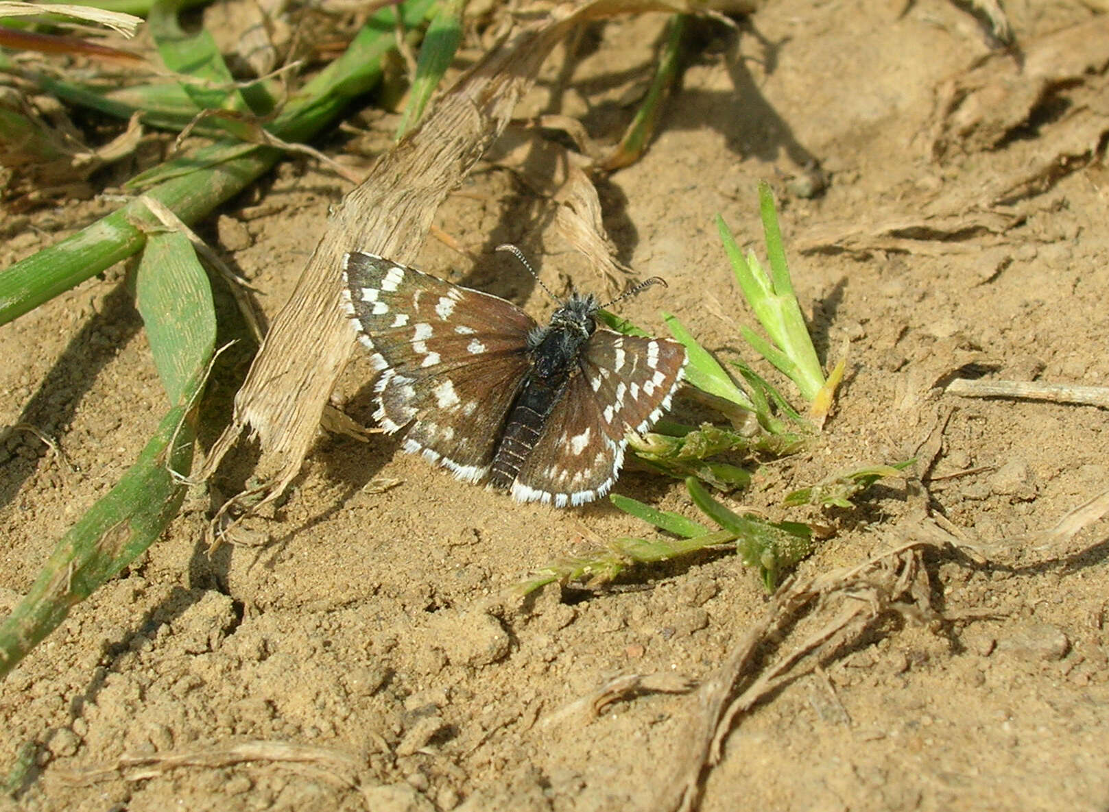 Image of Small Checkered Skipper