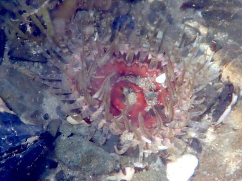 Image of Sand anemone