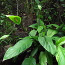 Image de Spathiphyllum floribundum (Linden & André) N. E. Br.