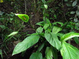 Image de Spathiphyllum floribundum (Linden & André) N. E. Br.