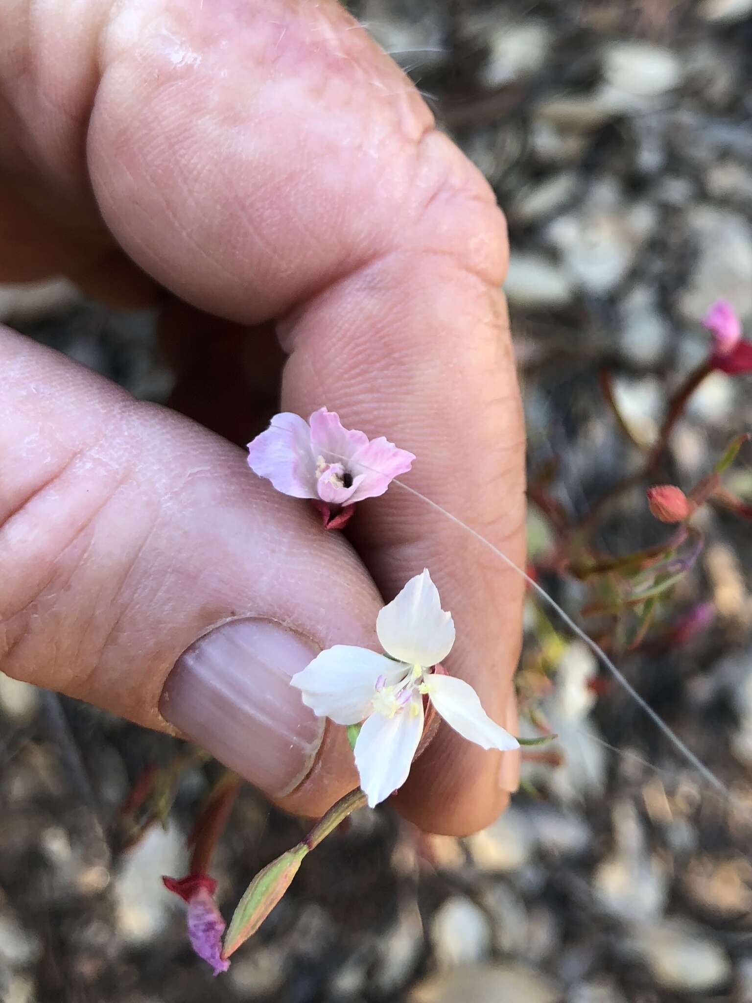 Image of canyon clarkia