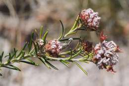 Image of Grevillea acerata Mc Gill.