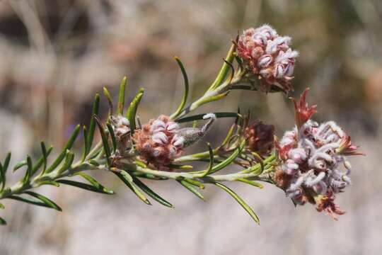 Image of Grevillea acerata Mc Gill.