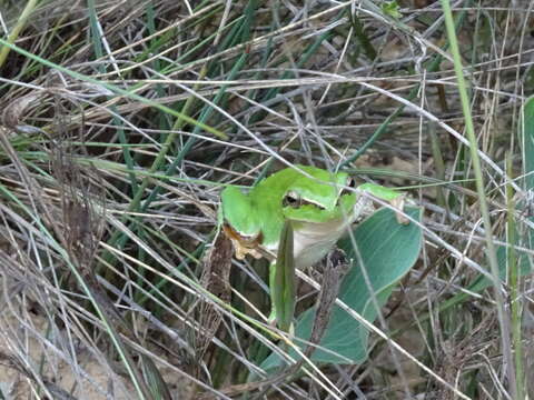 Image of Mediterranean Tree Frog