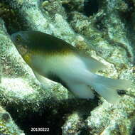 Image of Black-vent damsel