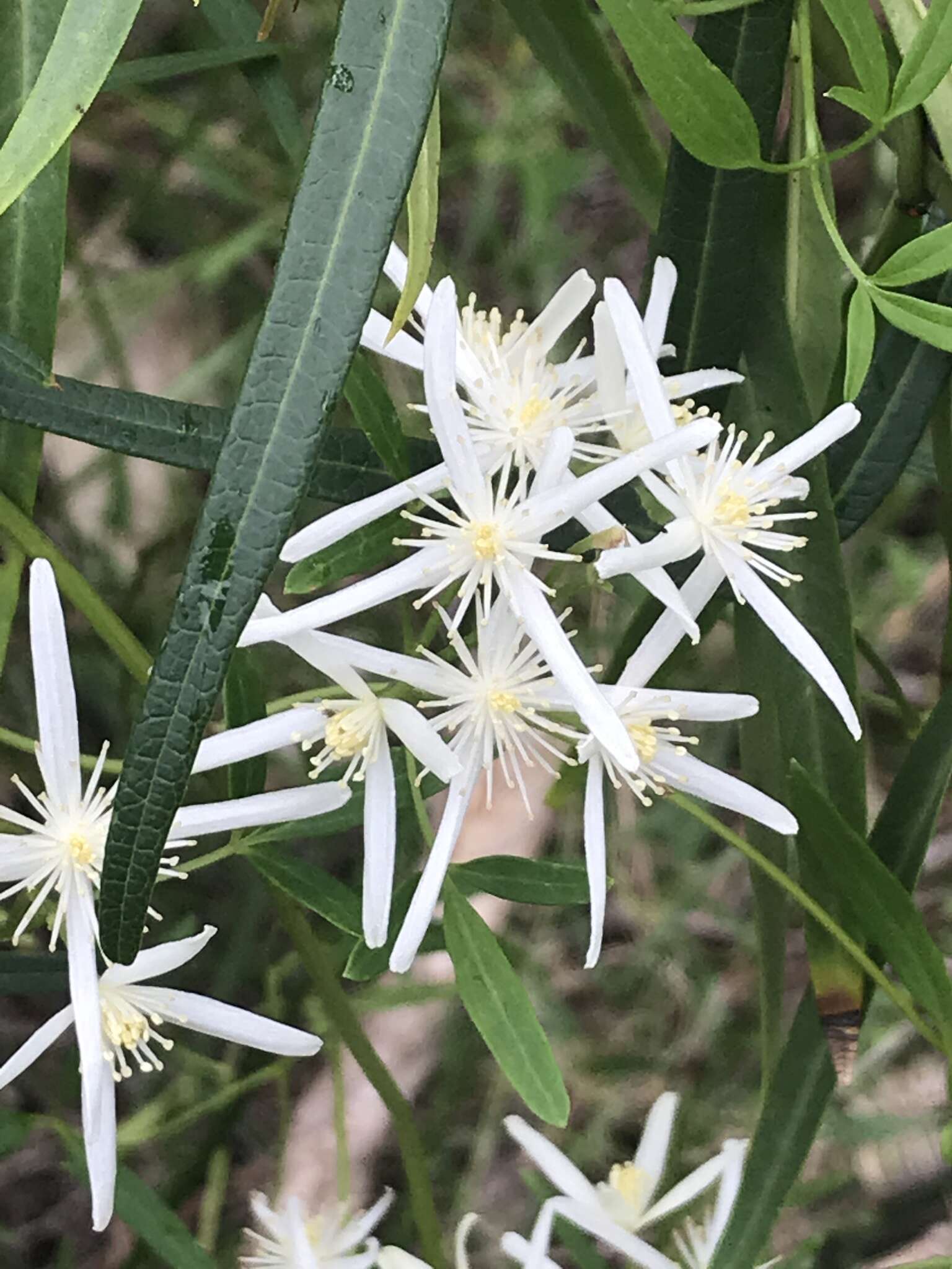 Image of Clematis linearifolia Steud.