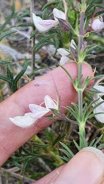 Image of Teucrium pseudochamaepitys L.