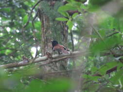 Image of Japanese Paradise Flycatcher