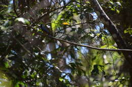 Image of Black-faced Monarch