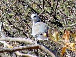 Plancia ëd Streptopelia capicola damarensis (Hartlaub & Finsch 1870)