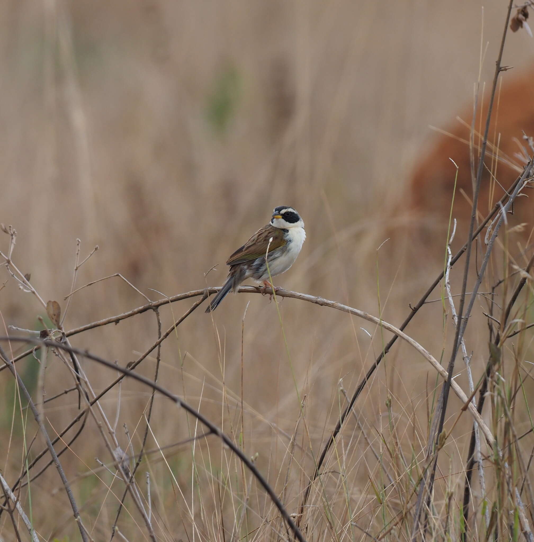 صورة Coryphaspiza Gray & GR 1840