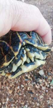 Image of Western Tent Tortoise