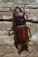 Image of Reddish-brown Stag Beetle