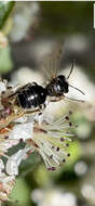 Image of Nude Andrena