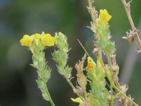 Image de Linaria saxatilis (L.) Chaz.