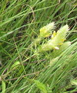 Image of Melampyrum argyrocomum Fisch. ex Steud.